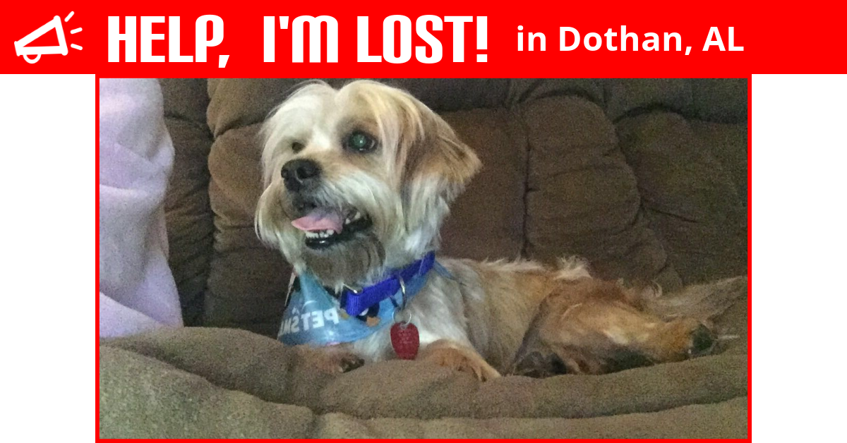 Lost Dog (Dothan, Alabama) Jj