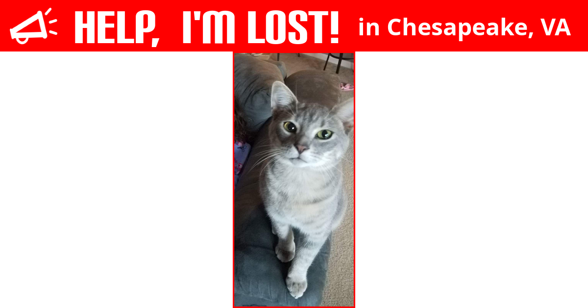 Creative Cat Losing Whiskers And Claws Photos