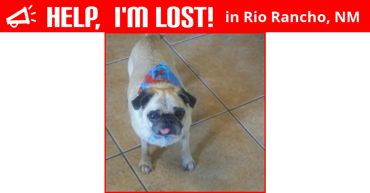 Lost Dog (Rio Rancho, New Mexico) Pudgey