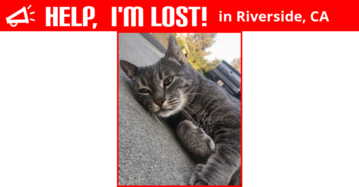 Lost Cat (Riverside, California) Bruno
