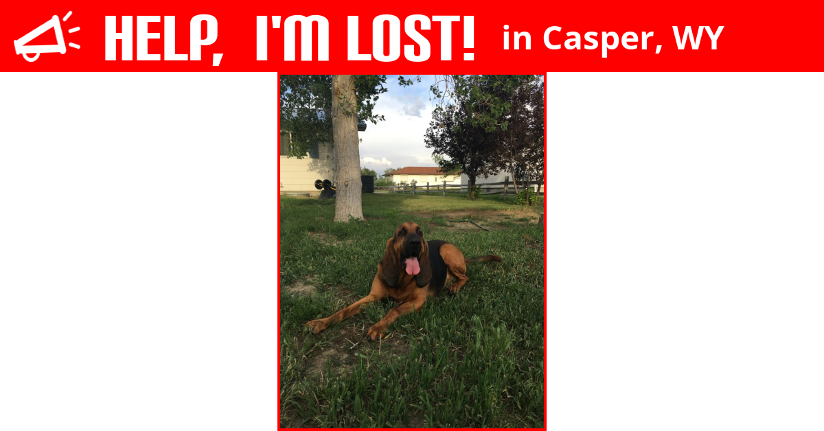 Lost Dog (Casper, Wyoming) Copper
