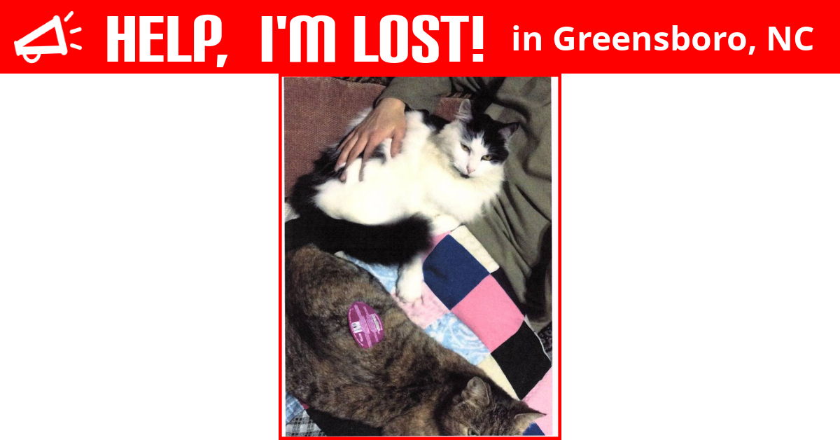Lost Cat (Greensboro, North Carolina) Jasper