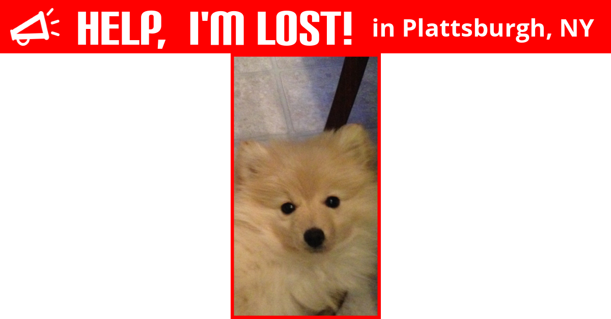 Lost Dog (Plattsburgh, New York) Emmy