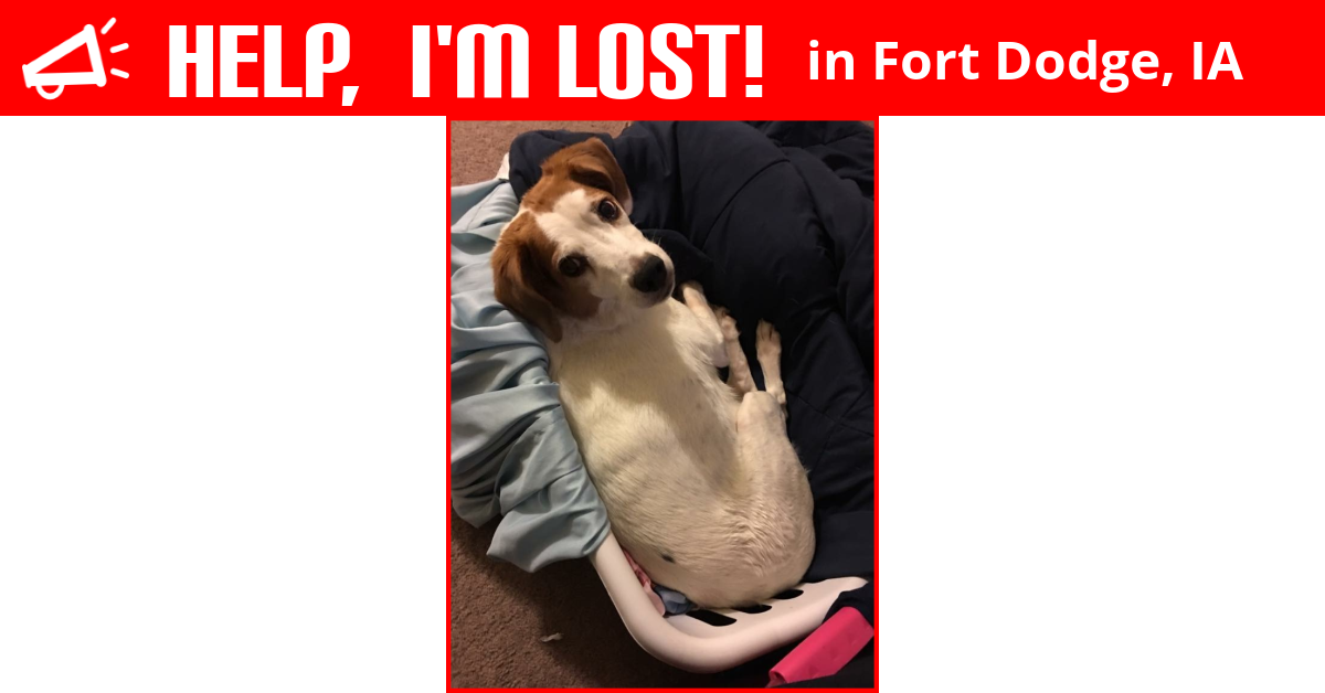 Lost Dog (Fort Dodge, Iowa) Teddy