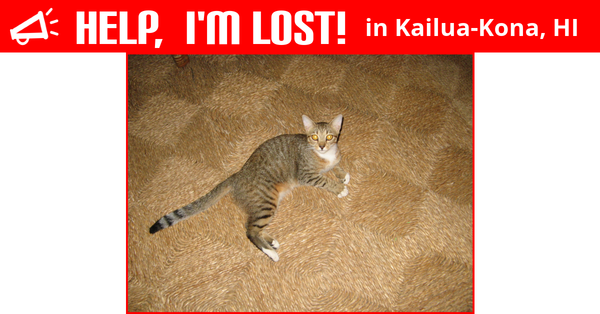 Lost Cat (KailuaKona, Hawaii) Khloe