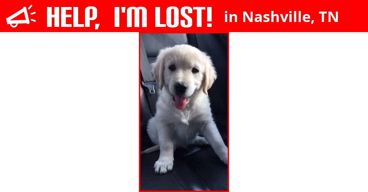 Lost Dog (Nashville, Tennessee) Enzo