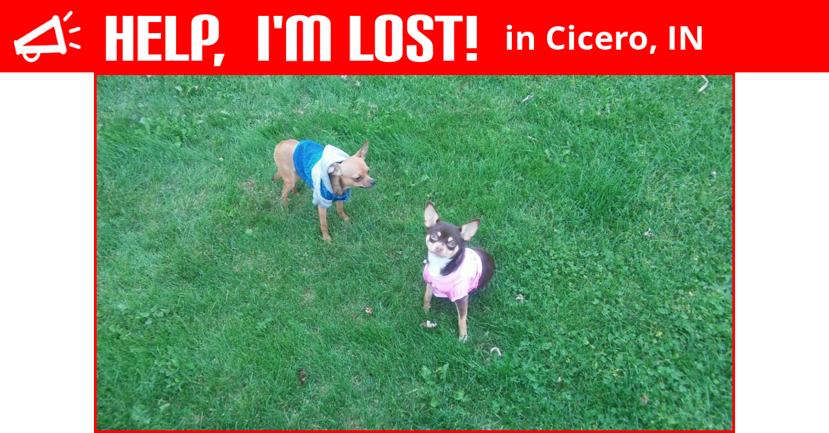 Lost Dog (Cicero, Indiana) Molly