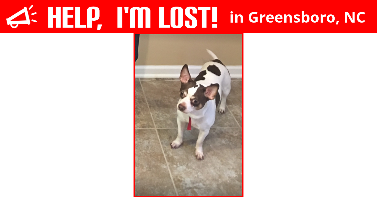 Lost Dog (Greensboro, North Carolina) Manman