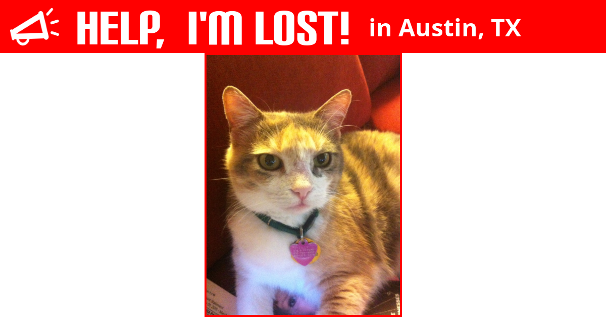Lost Cat (Austin, Texas) Tilly