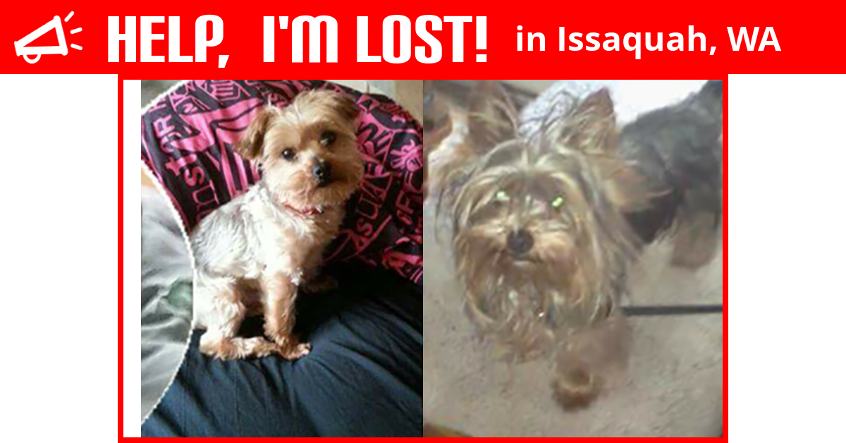 Lost Dog (Issaquah, Washington) Charlie And Baby
