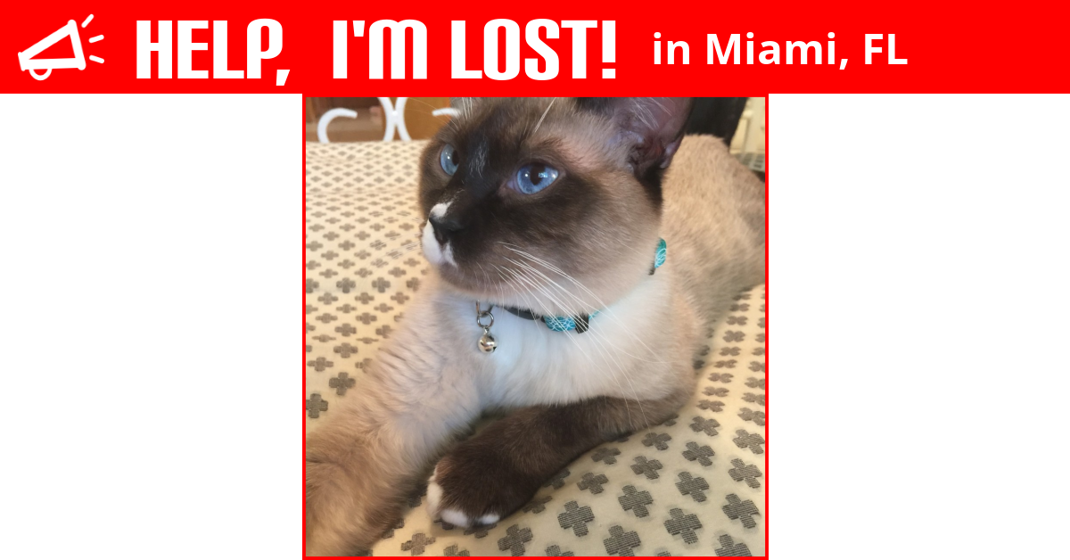 Lost Cat (Miami, Florida) Fluffy