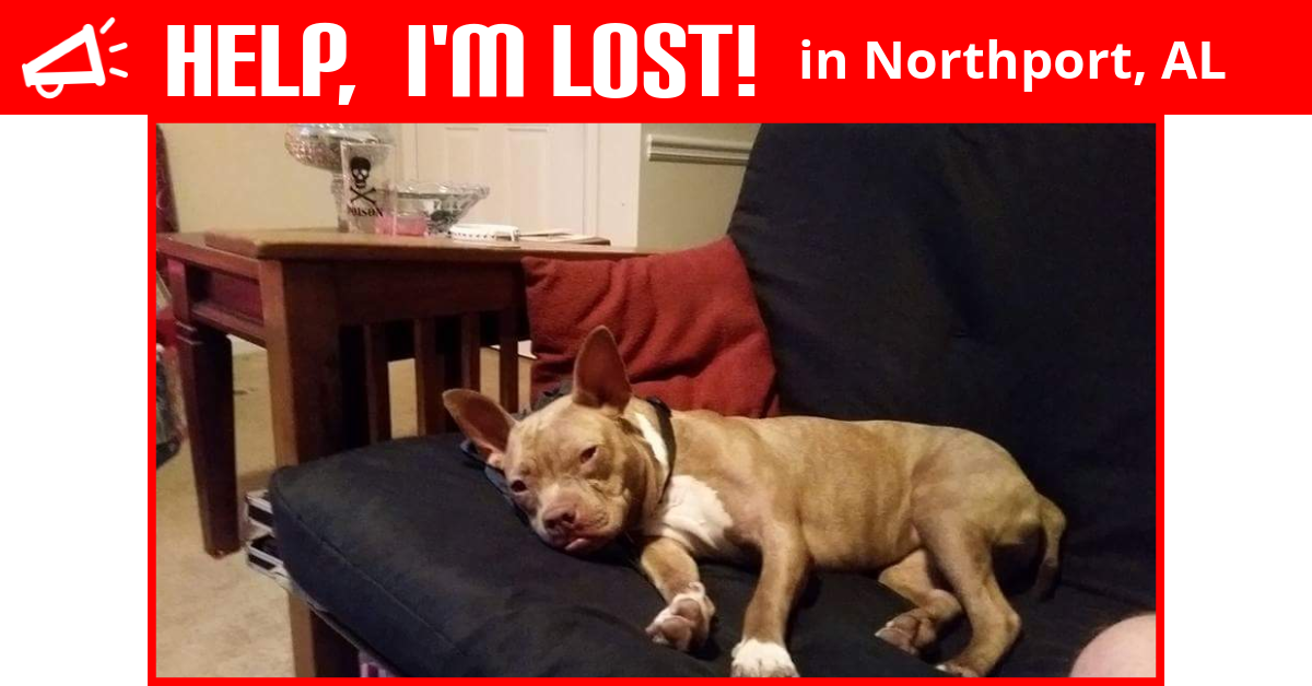 Lost Dog (Northport, Alabama) Sunshine