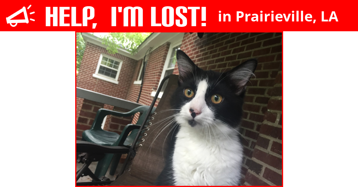 Lost Cat (Prairieville, Louisiana) Oreo