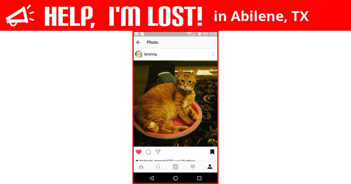 Lost Cat (Abilene, Texas) Lothario