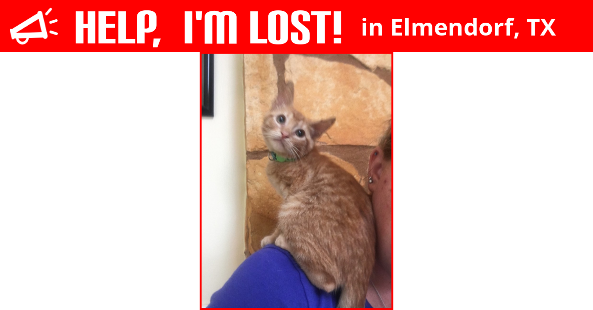 Lost Cat (Elmendorf, Texas) Vincent