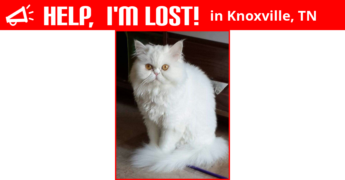 Lost Cat (Knoxville, Tennessee) Candy