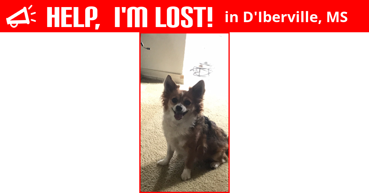Lost Dog (D'Iberville, Mississippi) Buddy