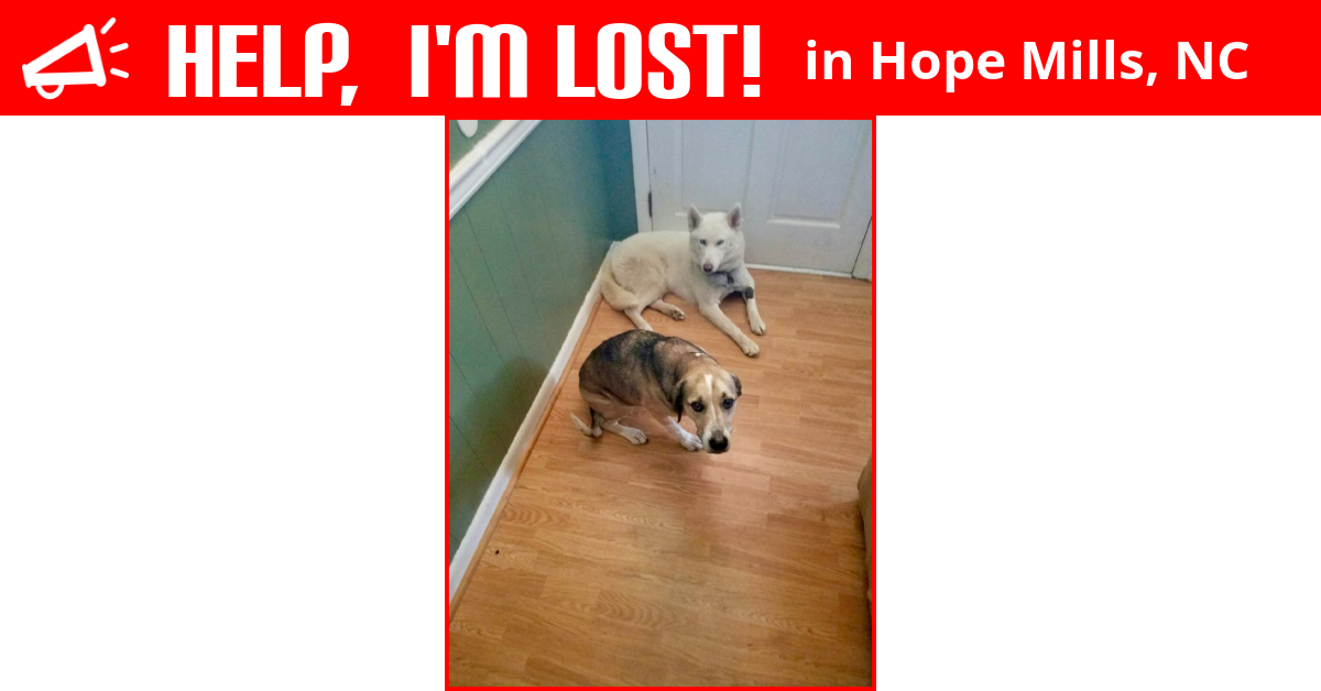 Lost Dog (Hope Mills, North Carolina) Carealeigh
