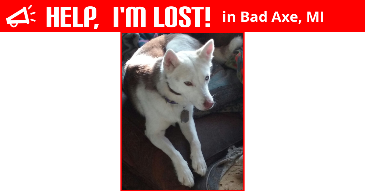 Lost Dog (Bad Axe, Michigan) Queenie