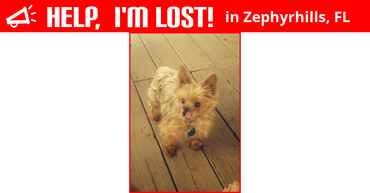 Lost Dog (Zephyrhills, Florida) Rusty