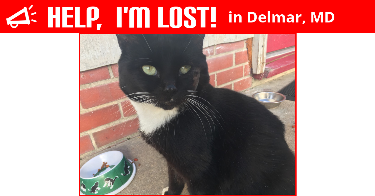 Lost Cat (Delmar, Maryland) Salem