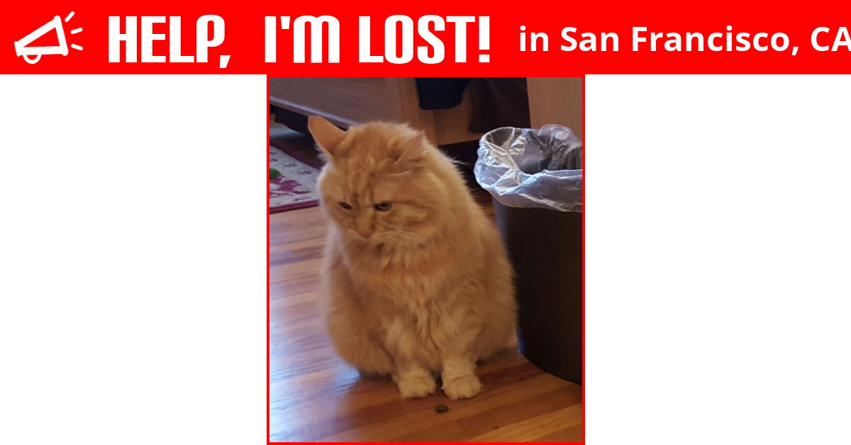 Lost Cat (San Francisco, California) Wonder