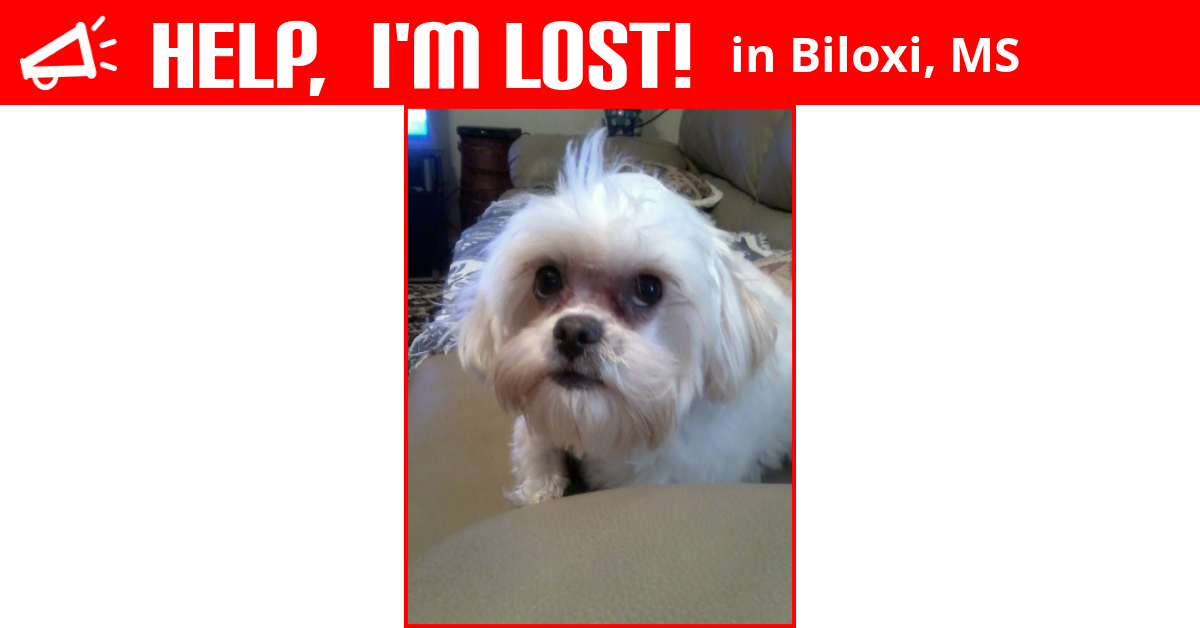 Lost Dog (Biloxi, Mississippi) Shotzie