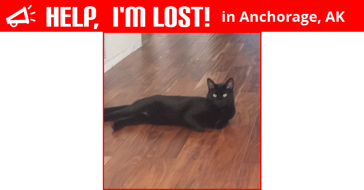 Lost Cat (Anchorage, Alaska) Shadow