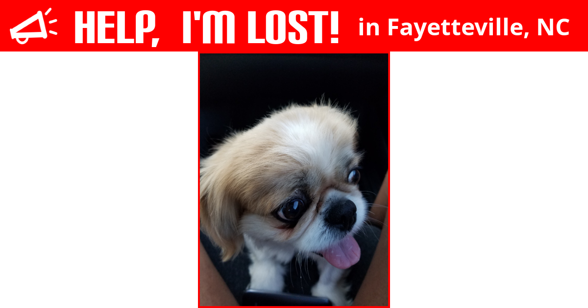 Lost Dog (Fayetteville, North Carolina) Bella