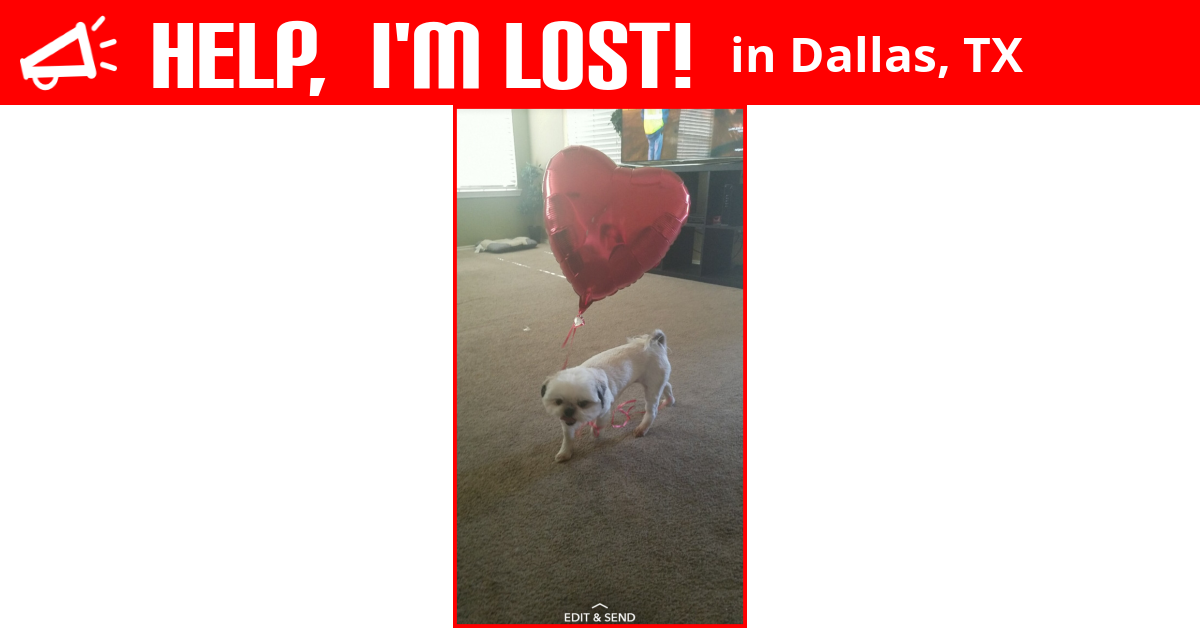 Lost Dog (Dallas, Texas) Bella