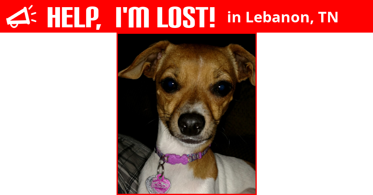 Lost Dog (Lebanon, Tennessee) Sophie