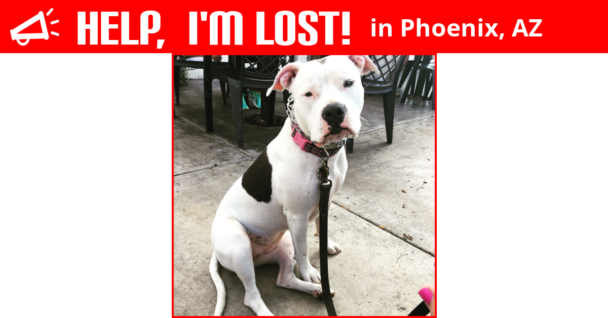 Lost Dog (Phoenix, Arizona) Jazzy