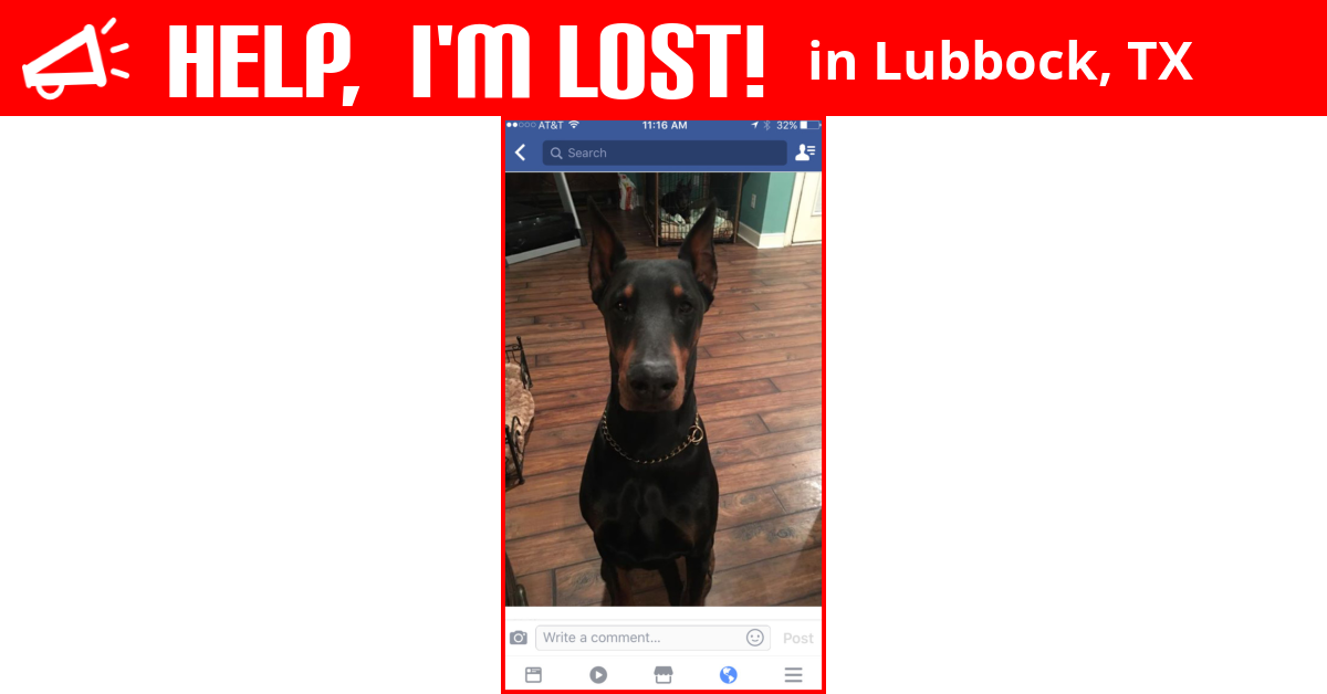 Lost Dog (Lubbock, Texas) - Atticus