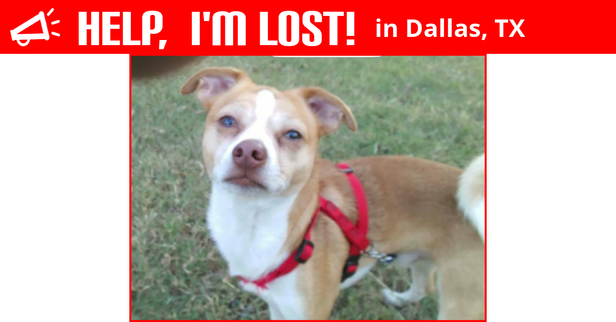 Lost Dog (Dallas, Texas) Papi