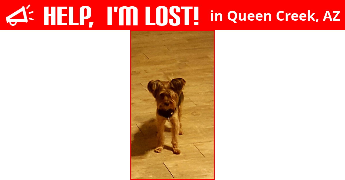 Lost Dog (Queen Creek, Arizona) Rex