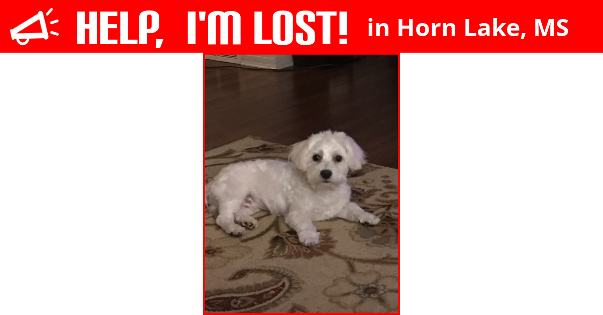 Lost Dog (Horn Lake, Mississippi) Jack