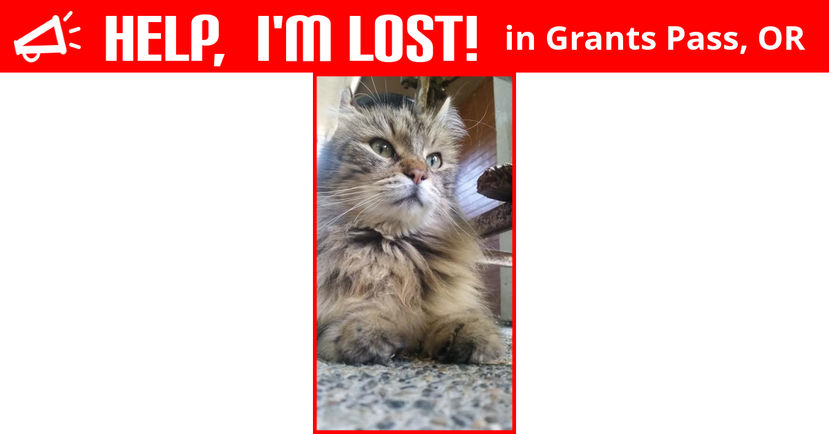 Lost Cat (Grants Pass, Oregon) Tyger