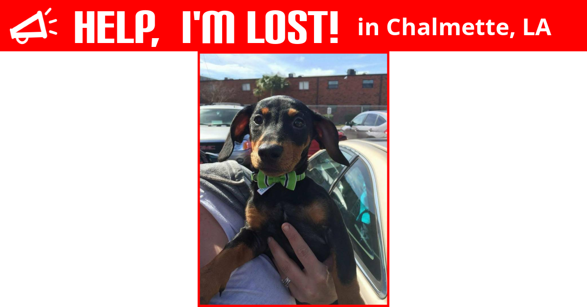 Lost Dog (Chalmette, Louisiana) Ziggy