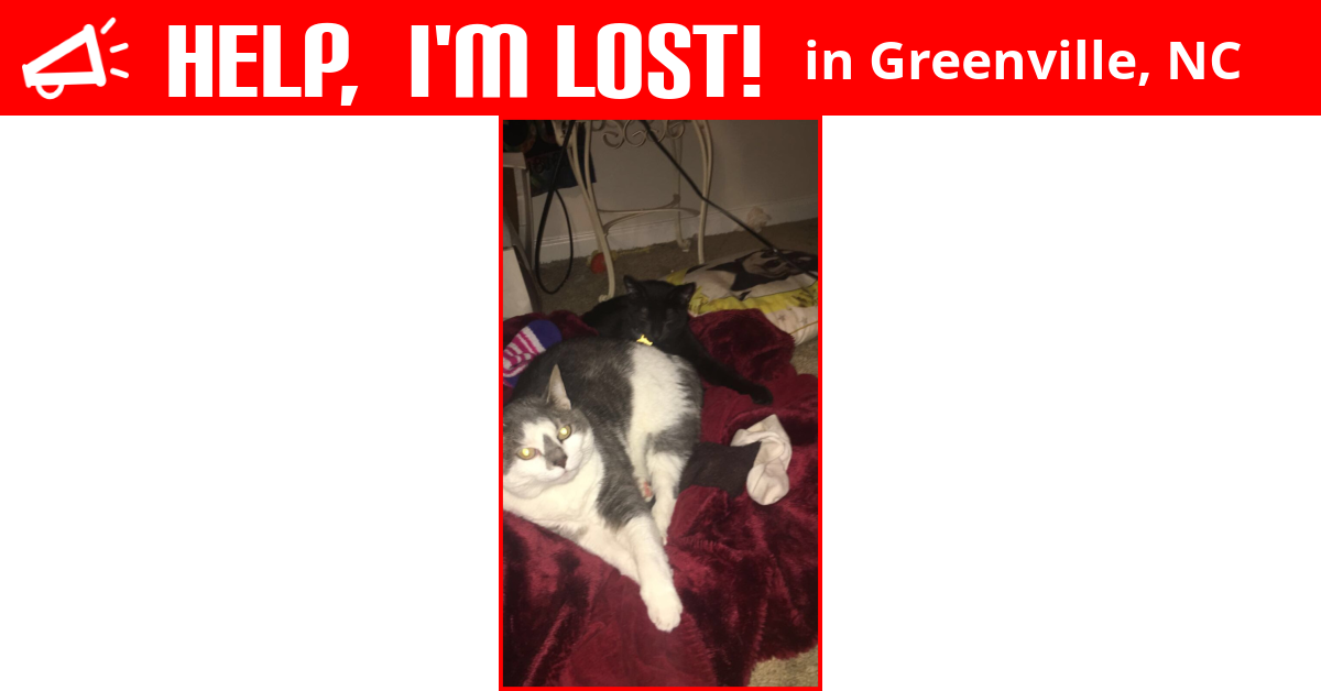 Lost Cat (Greenville, North Carolina) Zooli
