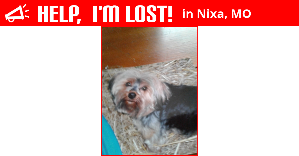 Lost Dog (Nixa, Missouri) Ariel