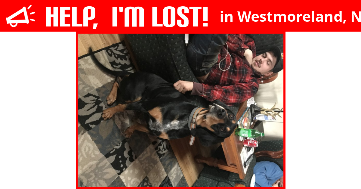 Lost Dog (Westmoreland, New York) Jake