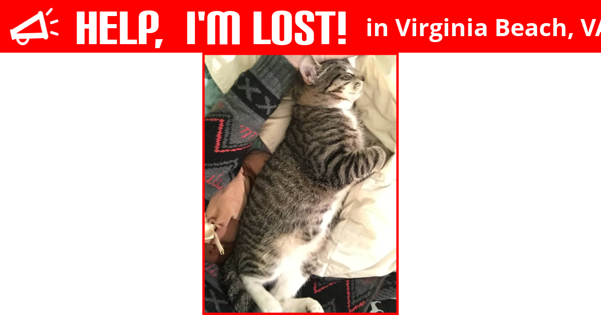 Lost Cat (Virginia Beach, Virginia) Kaiser