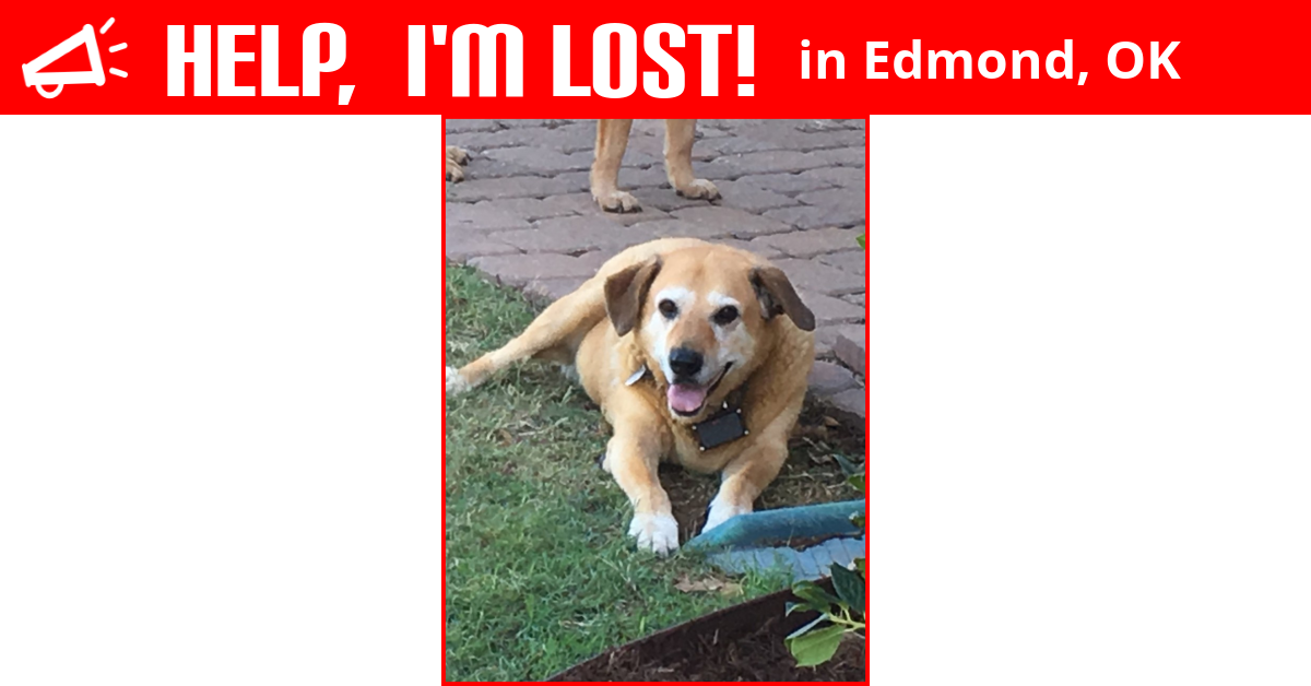 Lost Dog (Edmond, Oklahoma) Penny