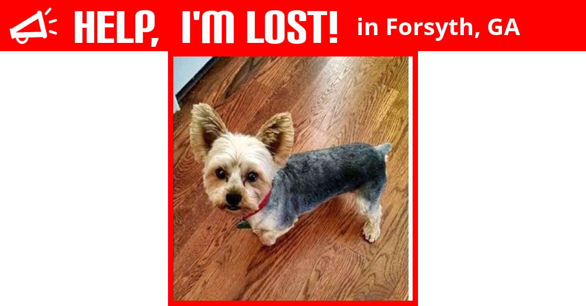 Lost Dog (Forsyth, Joey Smith