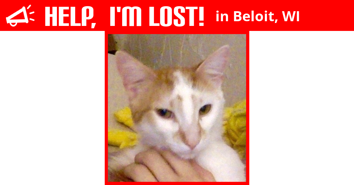 Lost Cat (Beloit, Wisconsin) Marbles
