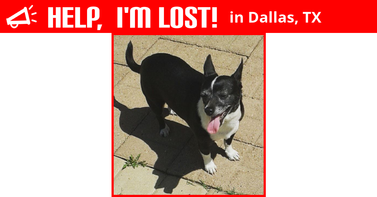 Lost Dog (Dallas, Texas) Lila