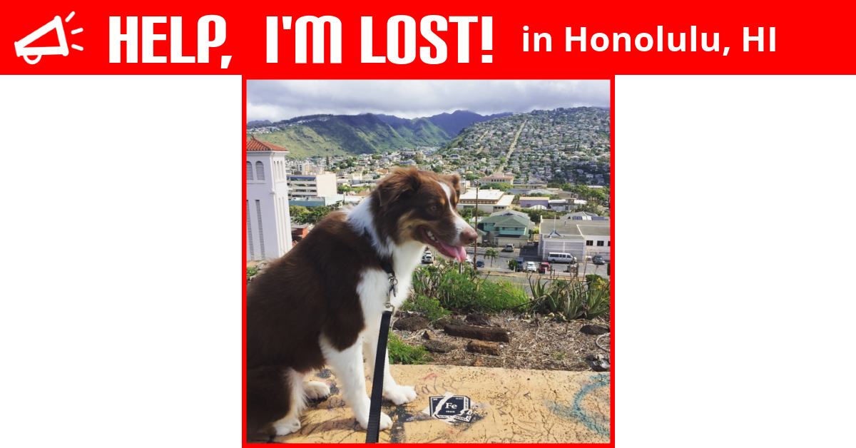 Lost Dog (Honolulu, Hawaii) Evie
