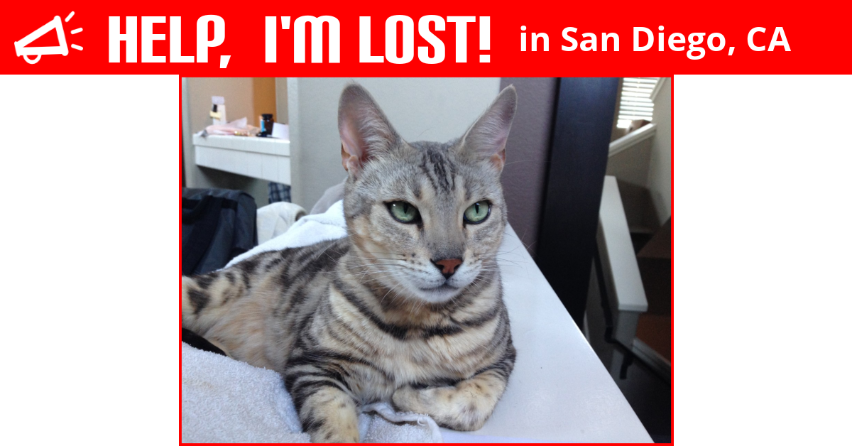 Lost Cat (San Diego, California) Shiva