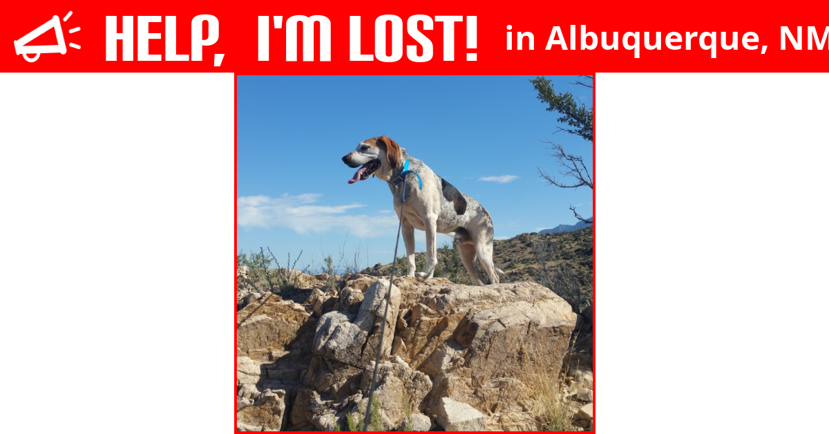 Lost Dog (Albuquerque, New Mexico) Boone