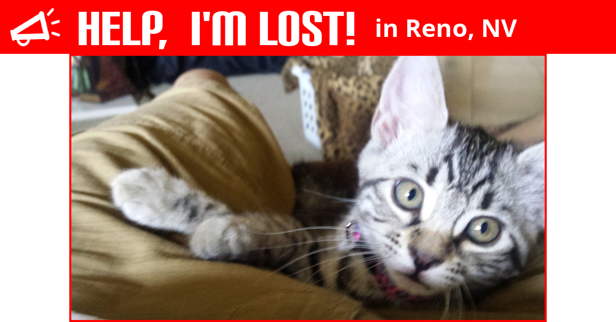 Lost Cat (Reno, Nevada) Cleo